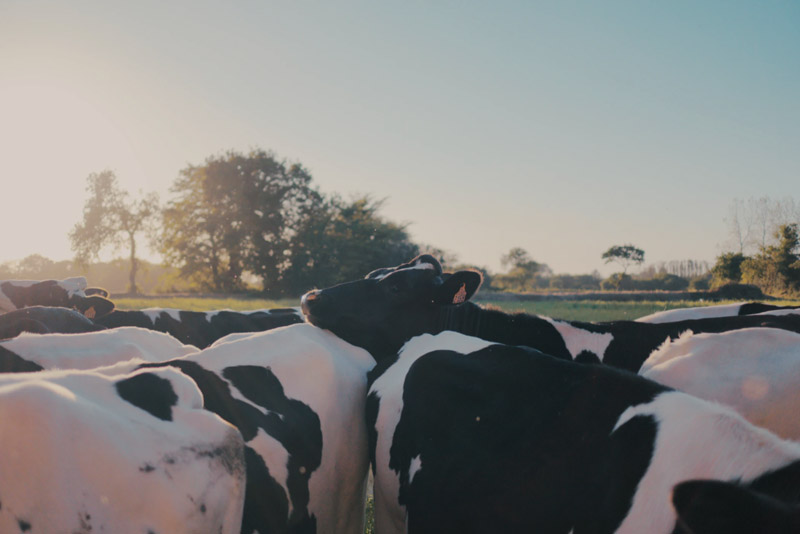 cow-image-normandy-yabon-whole-milk